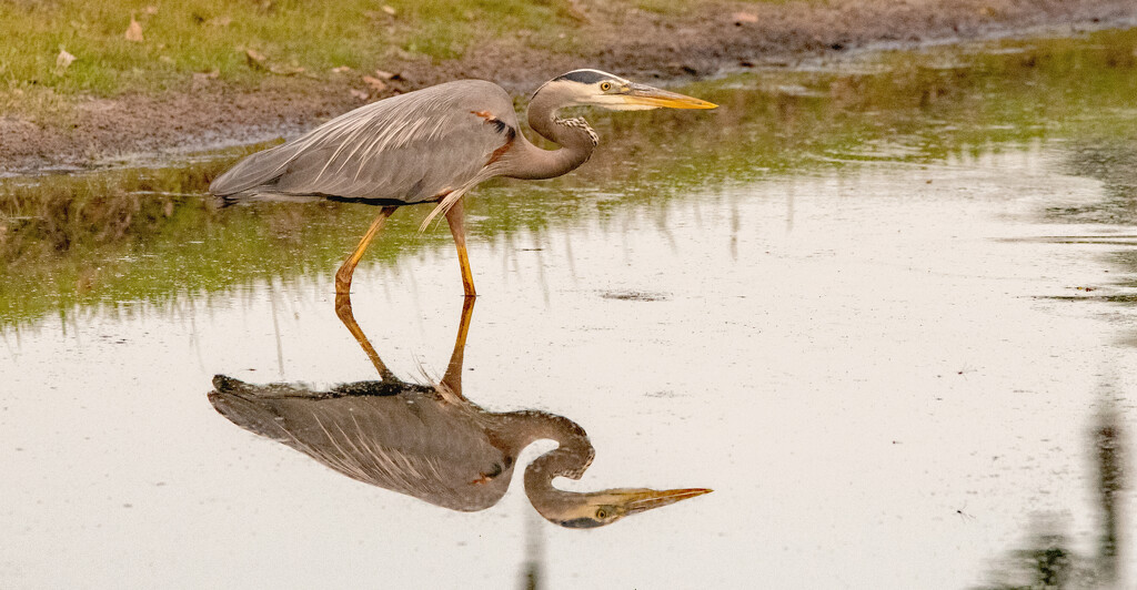 Blue Heron and Reflection by rickster549