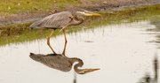 3rd Apr 2024 - Blue Heron and Reflection
