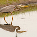 Blue Heron and Reflection by rickster549