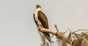 3rd Apr 2024 - Osprey Watching Over the Nest!