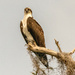 Osprey Watching Over the Nest! by rickster549