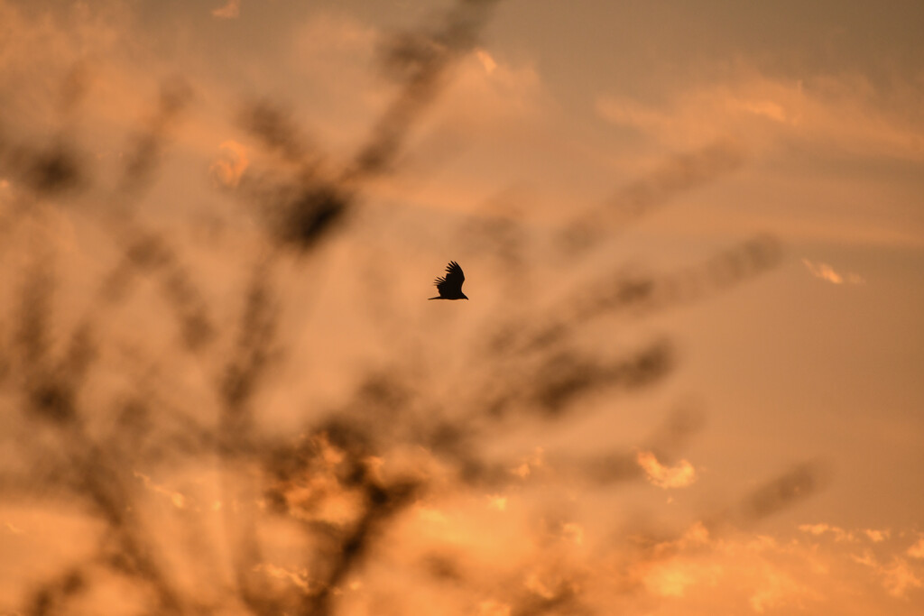 Distant Vulture by kareenking
