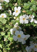 3rd Apr 2024 - Little white flowers