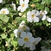 Little white flowers by loweygrace