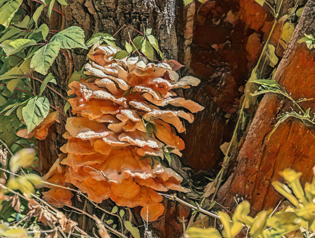 Layers of mushroom by ludwigsdiana