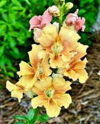 4th Apr 2024 - The city park gardens have a new variety of snapdragon.  They are exceptionally beautiful! 