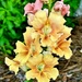 The city park gardens have a new variety of snapdragon.  They are exceptionally beautiful!  by congaree