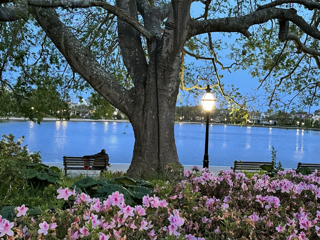 Early evening, Colonial Lake Park, Charleston by congaree