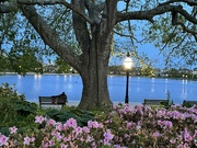 3rd Apr 2024 - Early evening, Colonial Lake Park, Charleston