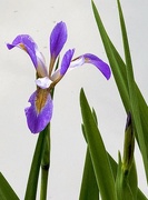 3rd Apr 2024 - The stately beauty of the iris