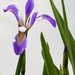 The stately beauty of the iris