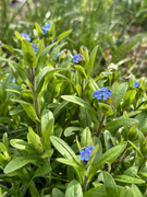 30th Mar 2024 - Forget-me-Not