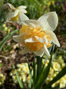 3rd Apr 2024 - Daffodil