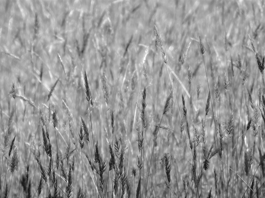Wild grasses... by marlboromaam