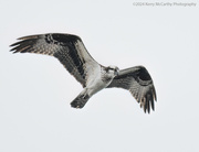 3rd Apr 2024 - Hunting Osprey 