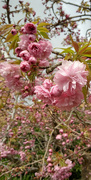 4th Apr 2024 - Cherry Blossom 