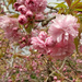 Cherry Blossom  by 365projectorgjoworboys