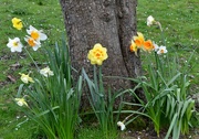 4th Apr 2024 - Assorted Daffodils