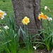 Assorted Daffodils by arkensiel