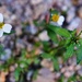4 3 White wildflower by sandlily