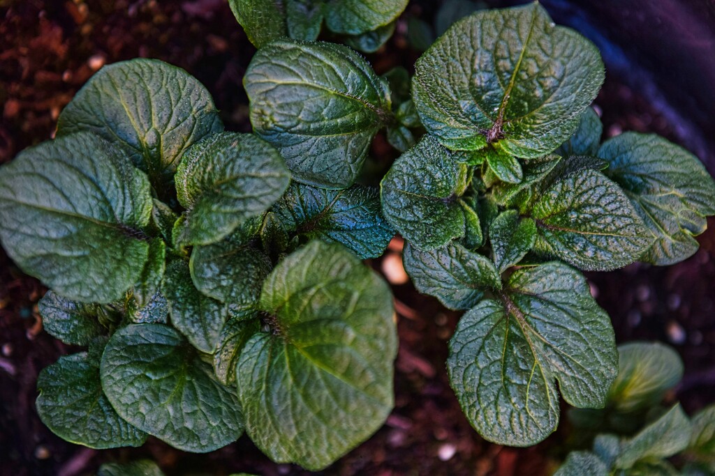 4 3 Potato plants by sandlily