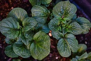 3rd Apr 2024 - 4 3 Potato plants