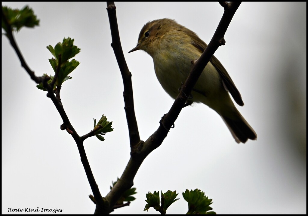 At last, a chiff chaff by rosiekind