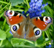 2nd Apr 2024 - Peacock Butterfly. 
