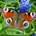 Peacock Butterfly.  by wendyfrost