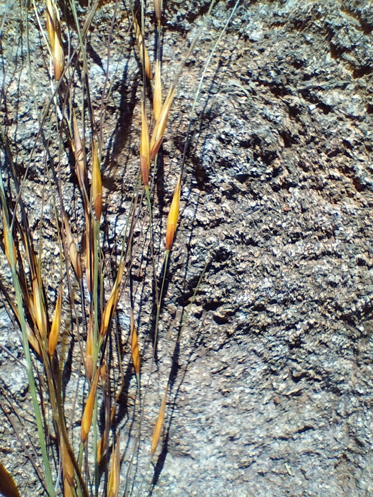Grass on rock by mdry
