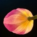 A tulip can light up your life :)