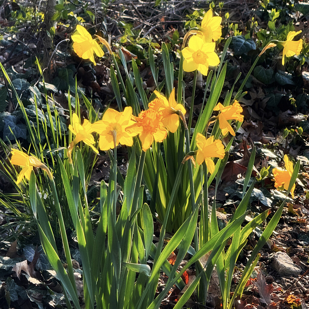 Daffodils In The Sun by yogiw