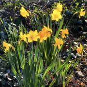 2nd Apr 2024 - Daffodils In The Sun