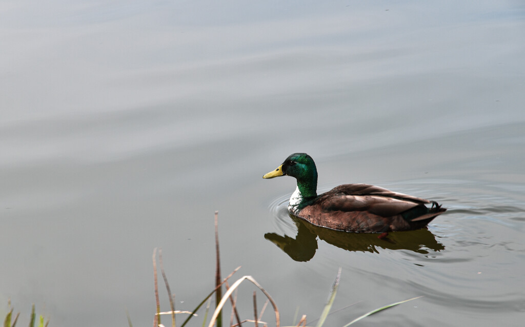 Giving Mr Mallard some space by tiaj1402