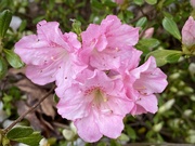 4th Apr 2024 - Pink azalea 