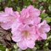 Pink azalea 