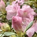 Pink azalea buds