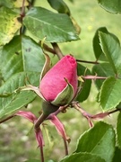 4th Apr 2024 - Rose bud