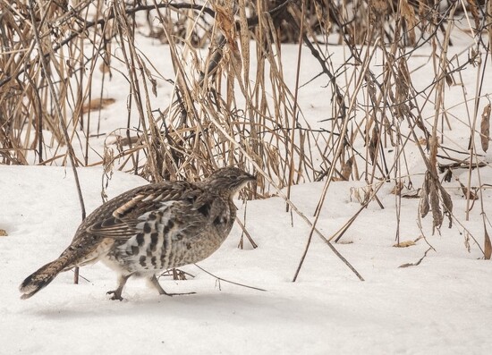 Female Ruffed Grouse by Islandgirl · 365 Project