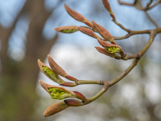 Bud bursting by haskar · 365 Project