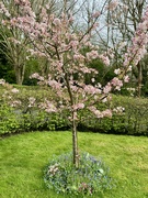 4th Apr 2024 - Blossom Tree