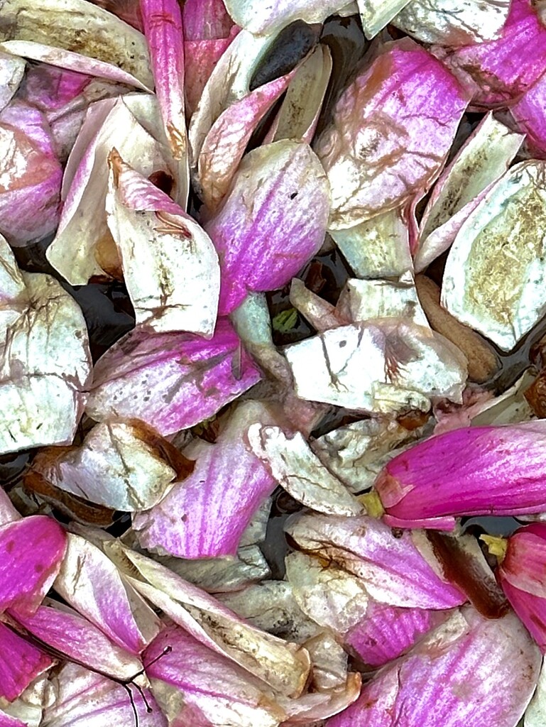 Fallen Magnolia Petals by jnewbio