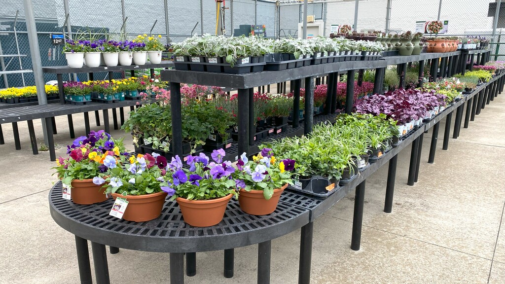 The garden centers are filling up by tunia