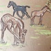 Colts on cardboard by pandorasecho