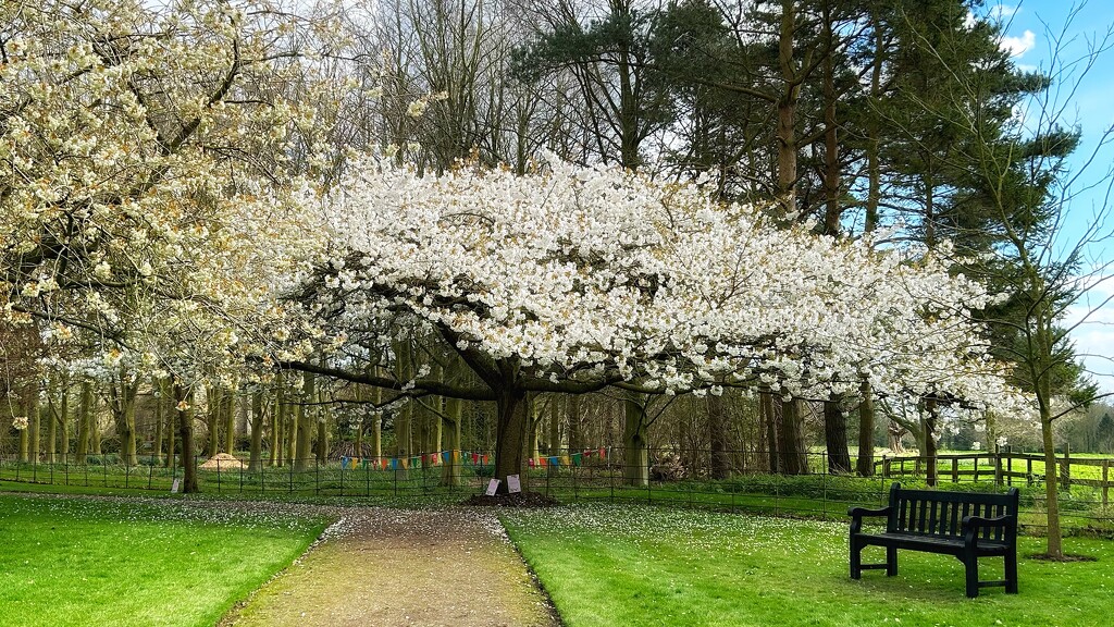 Blossom Canopy by carole_sandford