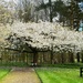 Blossom Canopy by carole_sandford
