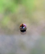 4th Apr 2024 - Ladybird on a window 