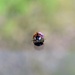 Ladybird on a window  by dragey74