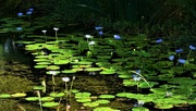 5th Apr 2024 - Blue Water Lilly's ~