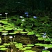 Blue Water Lilly's ~ by happysnaps